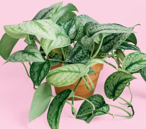Вьющееся растение — Сциндапус расписной