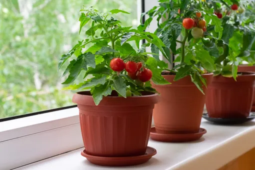 Какие овощи можно выращивать на балконе