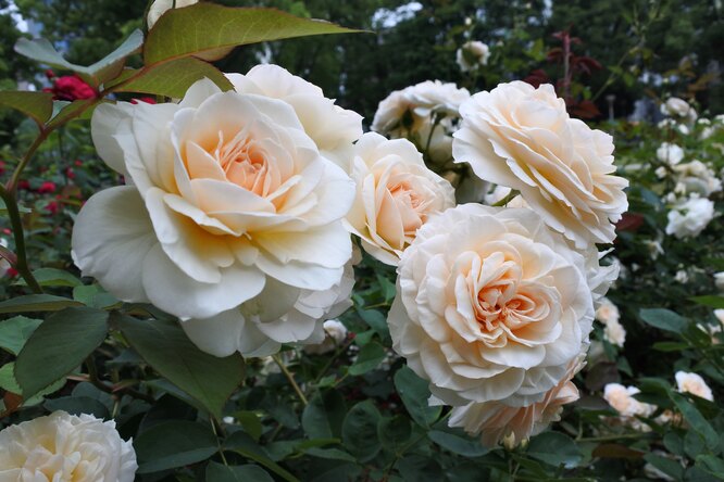 Сажаем розы без занозы: хитрости выращивания капризных цветов