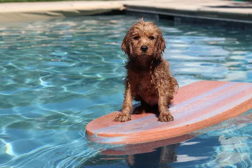 Собака плавает в бассейне на доске