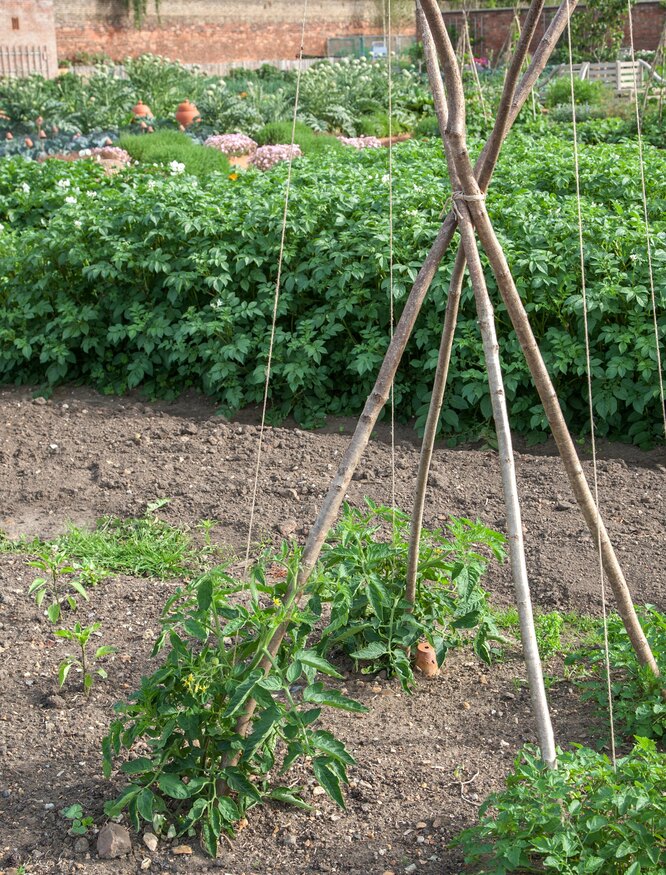 Как подвязывать томаты в теплице и открытом грунте: советы агронома