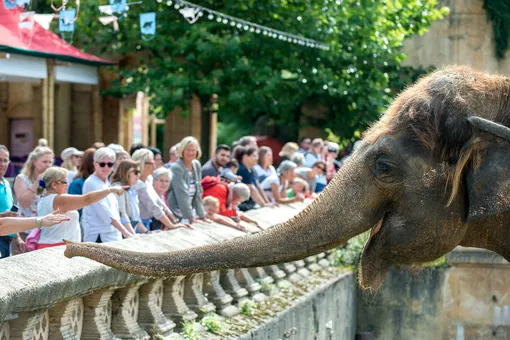 Секретные кадры демонстрируют жестокое обращение со слонами в известном зоопарке
