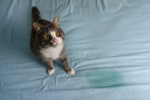 Почему кошка писает в постель? Странная причина, которую стоит знать всем