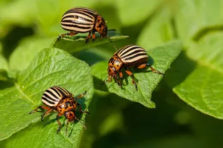 Как избавиться от колорадских жуков: 5 простых и натуральных способов