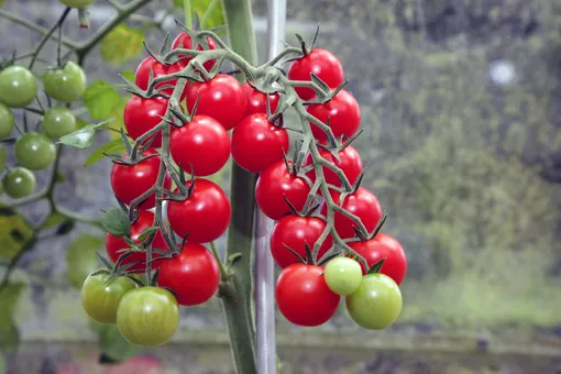 в одном парнике не стоит выращивать несколько сортов томатов сразу, они могут мешать друг другу.