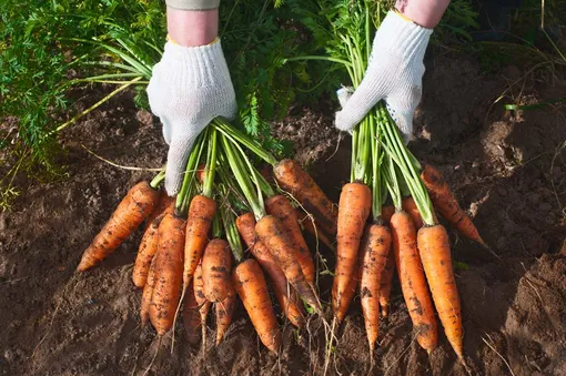 Условия продолжительного хранения моркови