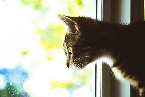 Между жизнью и смертью: прохожие чудом спасли застрявшего кота