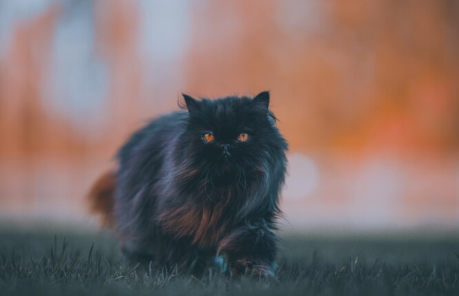 зловещий черный котик