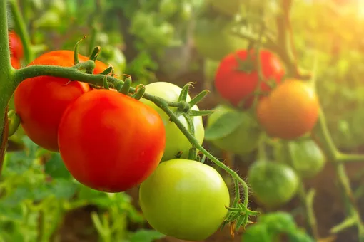 Когда прекращать внесение удобрений для томатов