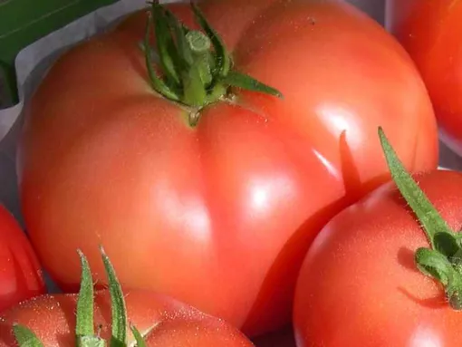 Крупноплодный томат Русский размер