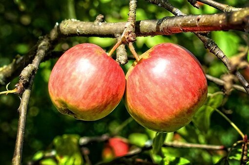 Яблоня не плодоносит: как заставить дерево давать урожай?