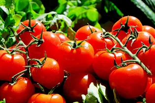 5 частых ошибок в борьбе с фитофторой на томатах: все старанию сойдут на нет
