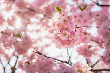Съедобные лепестки и арест за сорванный цветок: 15 любопытных фактов о сакуре