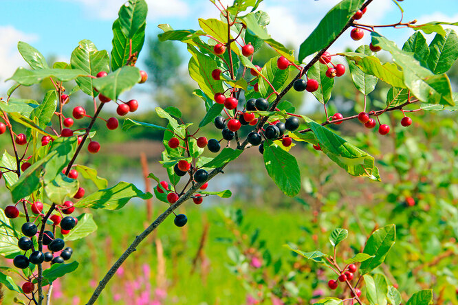Frangula alnus