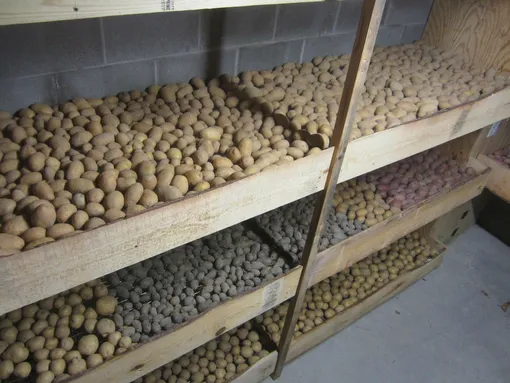 Как сохранить картофель до посадки в погребе или подвале
