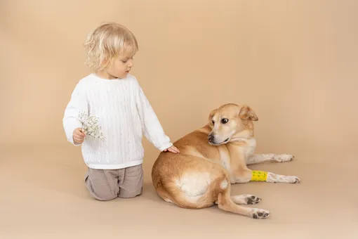9 милых пород собак, которые не подходят для семьи с ребёнком