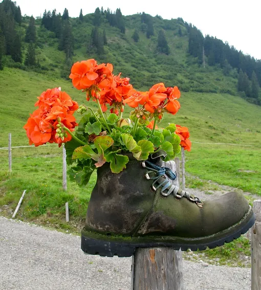 Цветы в старом ботинке