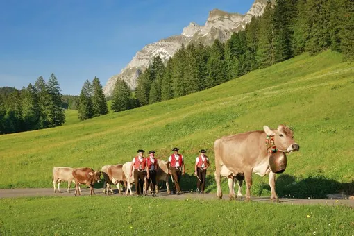 коровы идут на пастбище в швейцарии