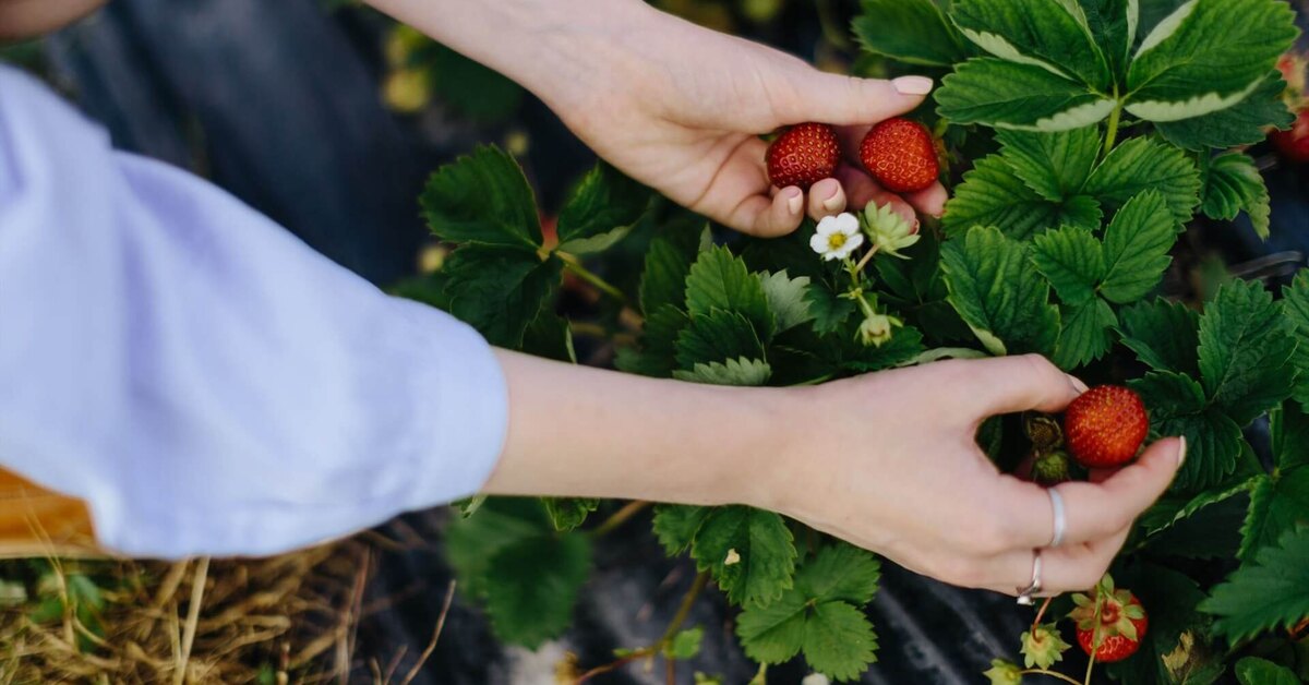 Выбор народных средств