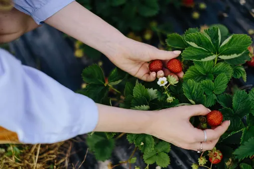 Чем подкормить клубнику весной: 6 лучших народных удобрений