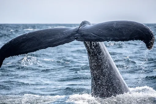 В Норвегии откроется впечатляющий музей наблюдения за китами