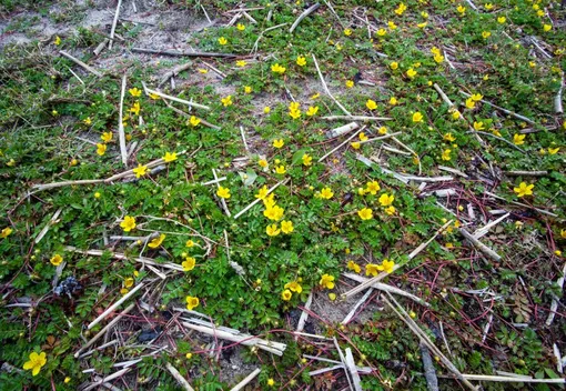 Лапчатка: 26 фото, описание растения, виды и сорта, выращивание из ...