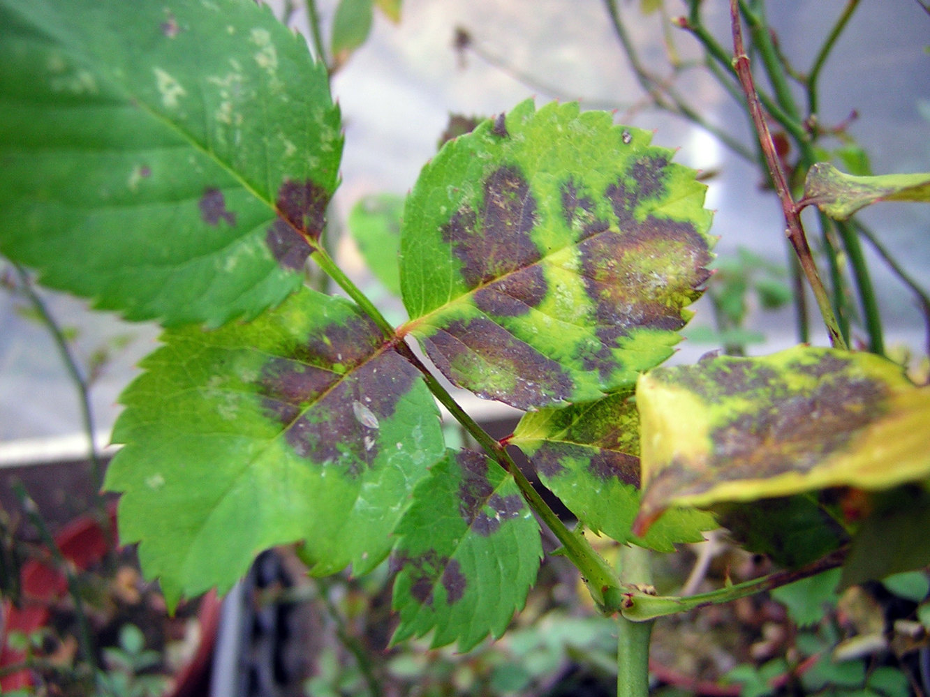 Септориоз роз. Ожоги листьев. Черемуха церкоспороз. Заболевания растений. Ожоги на листьях.