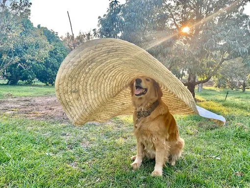 лабрадор, ретривер, пес в шляпе