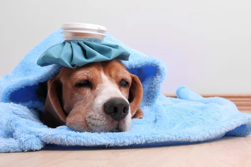 Как распознать, что у вашей собаки — грипп?