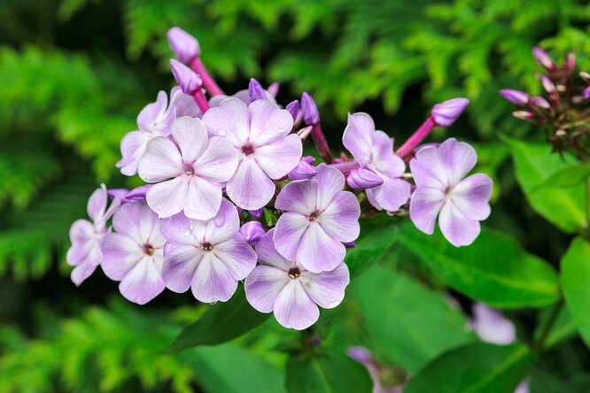 Péče o phlox vysazený na podzim