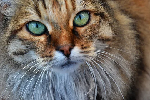 Глаза в глаза: почему кошки пристально смотрят на вас