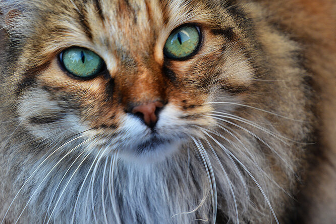 Глаза в глаза: почему кошки пристально смотрят на вас