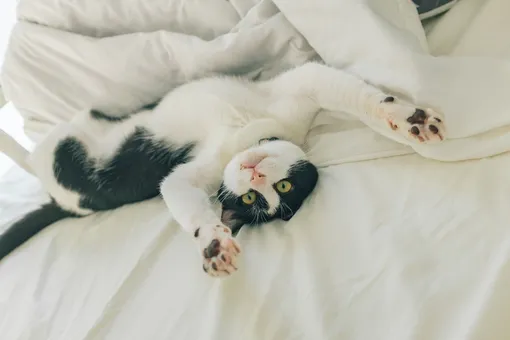 чёрно-белая кошка в кровати