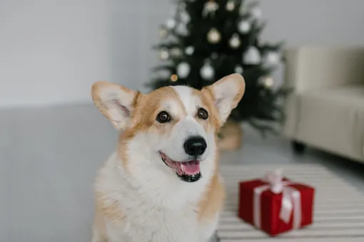 Кинологи рассказали, как сделать празднование нового года безопасным для собаки