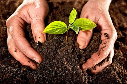 Как улучшить структуру и повысить плодородие почвы на даче: руководство по спасению земли