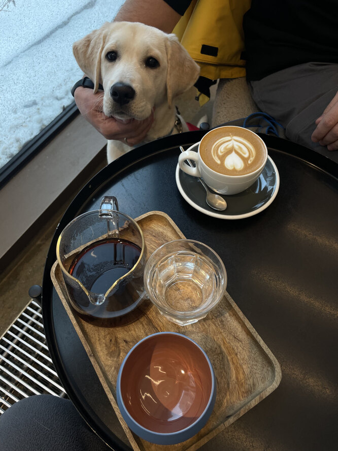 Как воспитывают собаку-поводыря, можно ли взять щенка напрокат ...