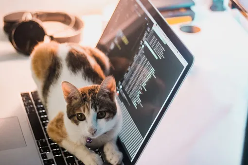 Почему кошки любят лежать на клавиатуре?