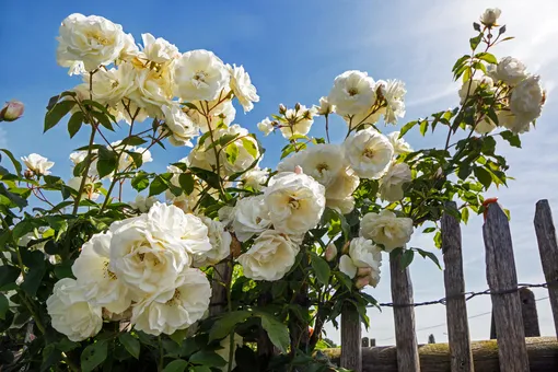 Белые ароматные розы в саду у забора