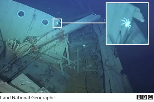 На обломках корабля «Эндуранс» поселились необычные подводные существа