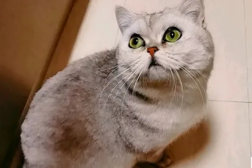 Кошка, 7 хозяев которой увезли с коронавирусом, прожила 40 дней одна — и родила котят
