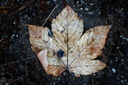 Заготавливаем перегной из опавших листьев осенью: хитрости приготовления