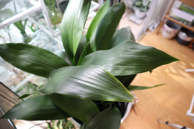 Aspidistra