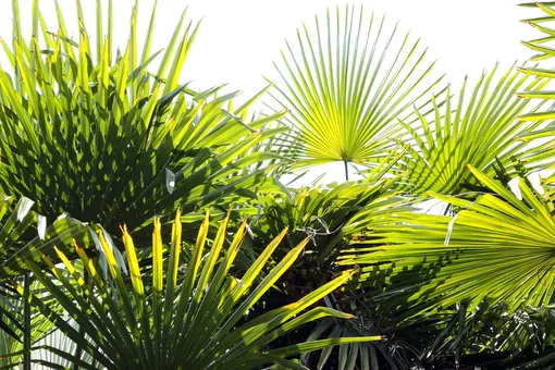 Домашняя пальма: как вырастить дома ховею Форстера
