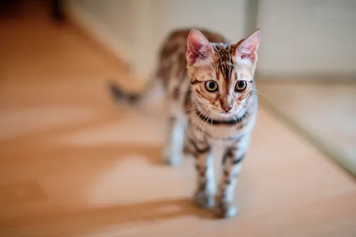 Какие породы кошек считают самыми милыми: 5 самых обаятельных кошек с фото