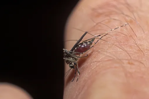 В США выпустили миллионы генномодифицированных комаров: чем закончился эксперимент