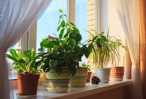Как выбрать светолюбивое комнатное растение