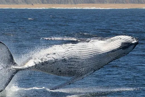 Горбатый кит возле берега