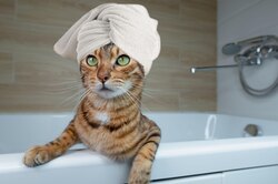 Как часто нужно мыть кошку