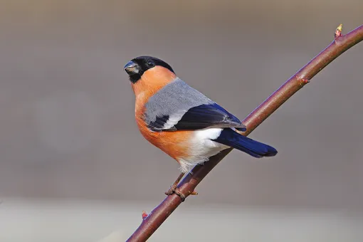 Зяблик, интересные факты о перелетных птицах