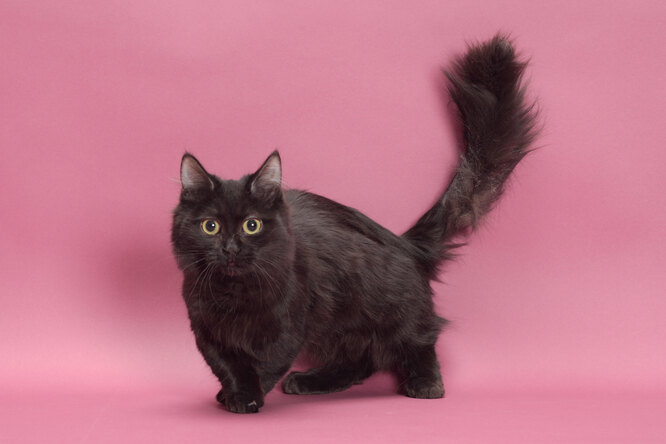 Самые милые породы кошек в мире: фото и описание